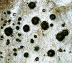 Pyrenula microcarpa
