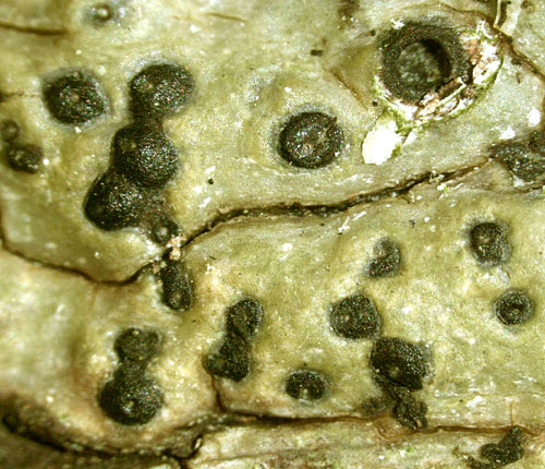 Pyrenula thelomorpha