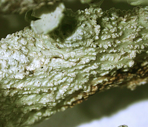 Ramalina complanata