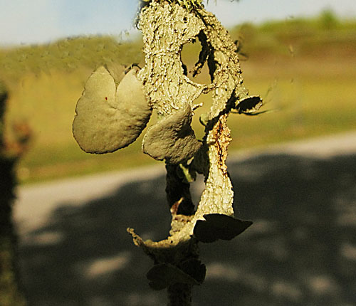 Ramalina complanata