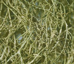 Ramalina dasypoga