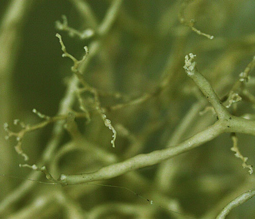 Ramalina dasypoga