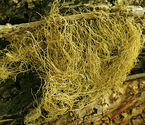 Ramalina dasypoga