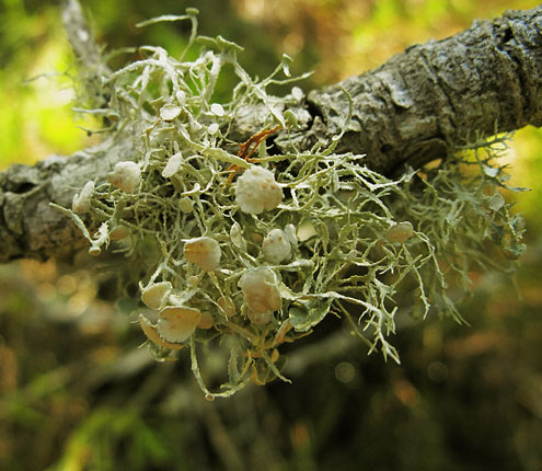 Ramalina denticulata