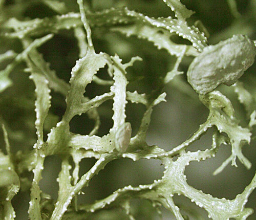 Ramalina denticulata