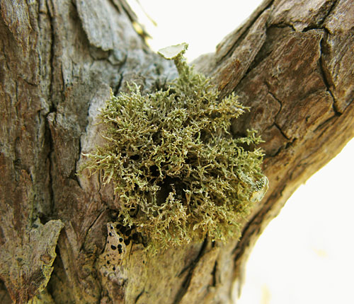 Ramalina paludosa