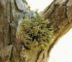 Ramalina paludosa