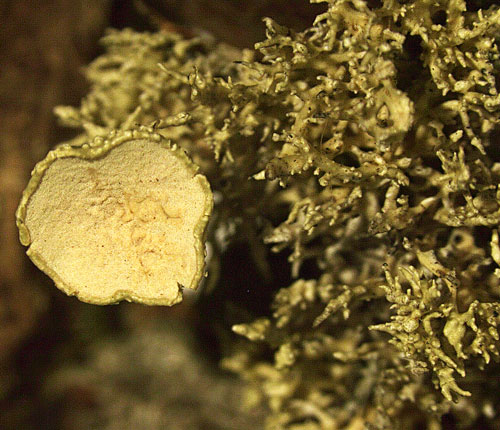 Ramalina paludosa