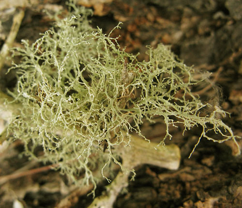 Ramalina peruviana