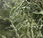 Ramalina peruviana