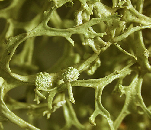 Ramalina sorediantha