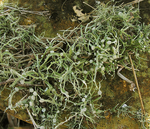 Ramalina stenospora