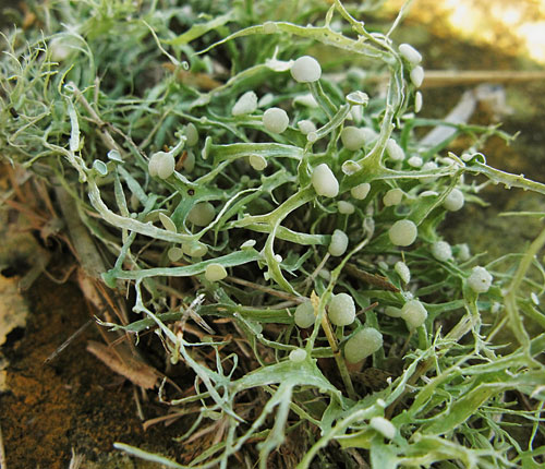 Ramalina stenospora