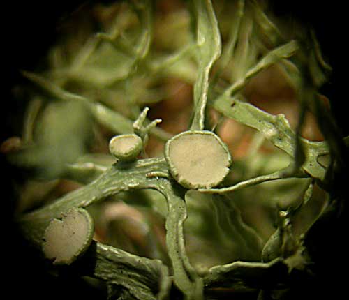 Ramalina stenospora