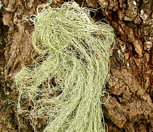 Ramalina usnea