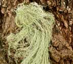 Ramalina usnea