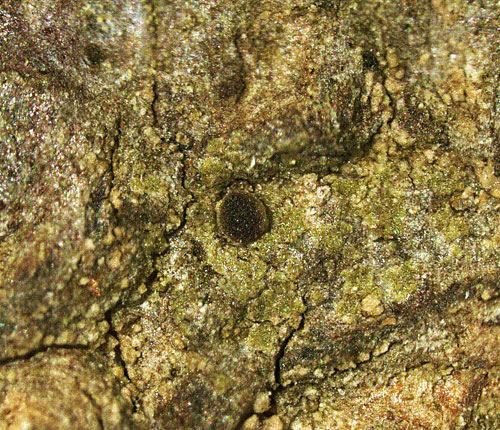 Rinodina intrusa