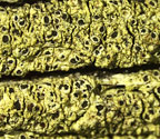 Rinodina lepida