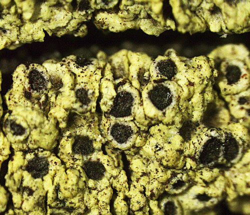 Rinodina lepida