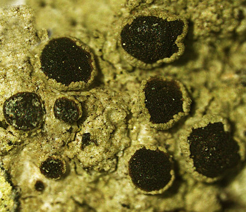 Rinodina maculans