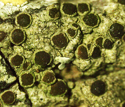 Rinodina maculans