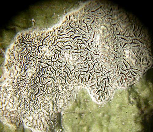 Sarcographa labyrinthica