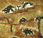 Sarcographa tricosa