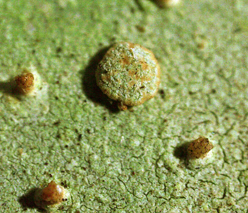 Sporopodium marginatum