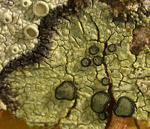 Stigmatochroma gerontoides