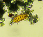 Stirtonia coei ascospore