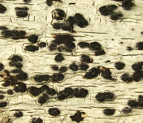 Strigula americana