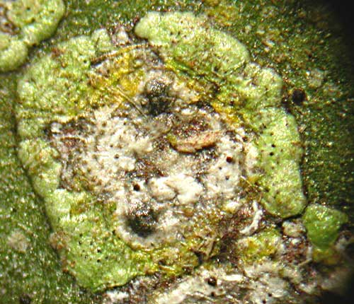 Strigula smaragdula