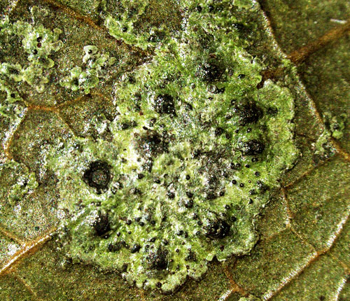 Strigula smaragdula