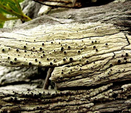 Thelomma carolinianum