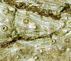 Thelotrema monosporoides