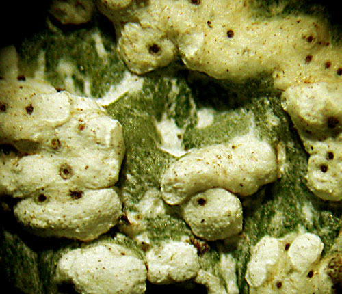 Trypethelium nitidiusculum