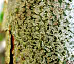 Trypethelium ochroleucum