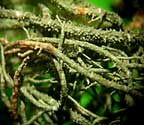 Usnea mutabilis