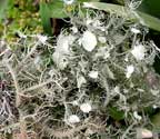 Usnea strigosa