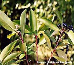 Ardisia elliptica fruit and flowers.