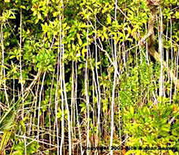 Ardisia elliptica growth habit.