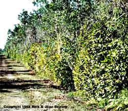 Ardisia elliptica understory.