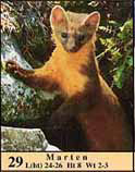 Marten photo as it appears in guide.