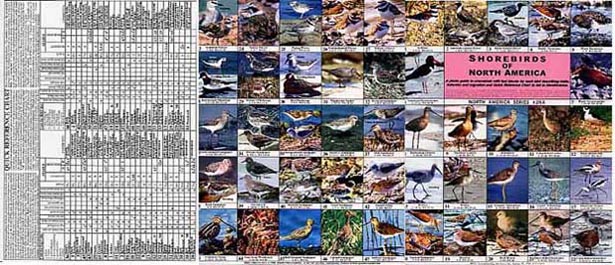 Outside view of Shorebirds of North America field guide when open.