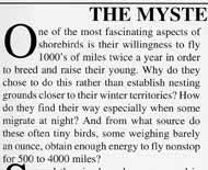 First paragraph of The Mystery of Shorebird Migration section.