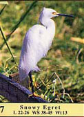 Photo of Snowy Egret as it appears in guide.