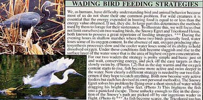 Close-up view of upper left corner of Wading Bird Feeding Strategies page.