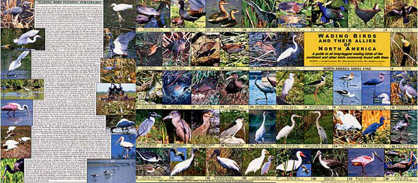 Outside view of Wading Birds And Their Allies of North America field guide when open.