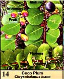 Coco Plum