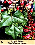 Coral Bean